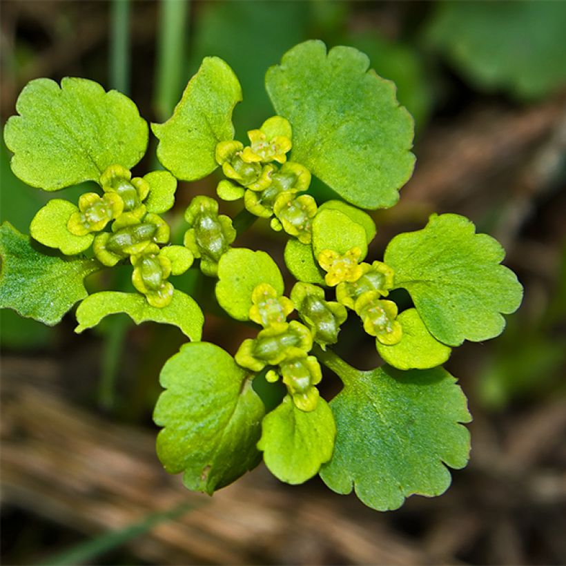 Chrysosplenium oppositifolium - Paarbladig goudveil (Bloei)