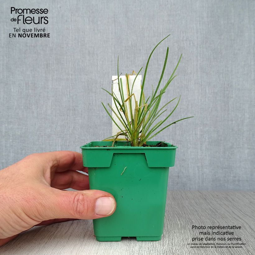 Exemplaar van Knoflookbieslook (pootgoed) - Allium tuberosum Kweekpotje van 8/9 cm zoals geleverd in de herfst