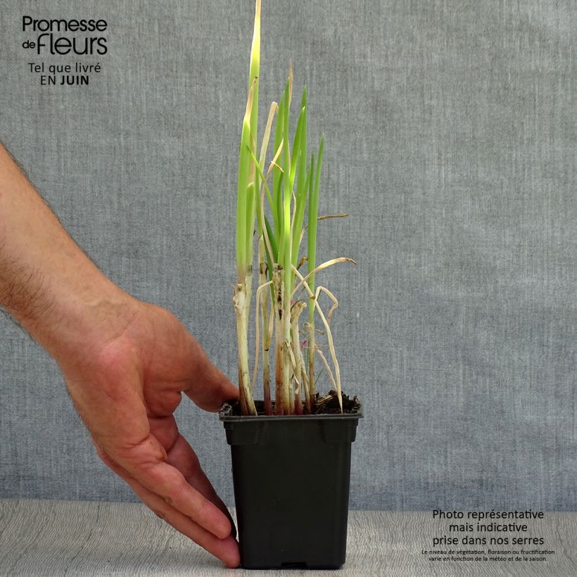 Exemplaar van Stengelui BIO - Allium fistulosum Kweekpotje van 7/8 cm zoals geleverd in de zomer