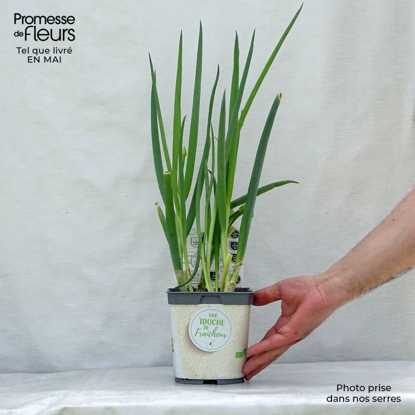 Exemplaar van Stengelui BIO - Allium fistulosum Pot van 1 l/1,5 l zoals geleverd in de lente