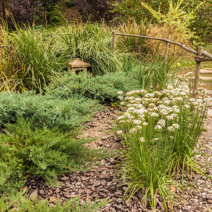 Allium ramosum - Chinese bieslook (Groeiplaats)