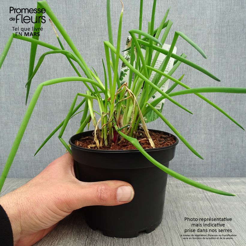 Exemplaar van Lente-ui - Allium fistulosum - Allium fistulosum Pot van 1,5 l/2 l zoals geleverd in de lente