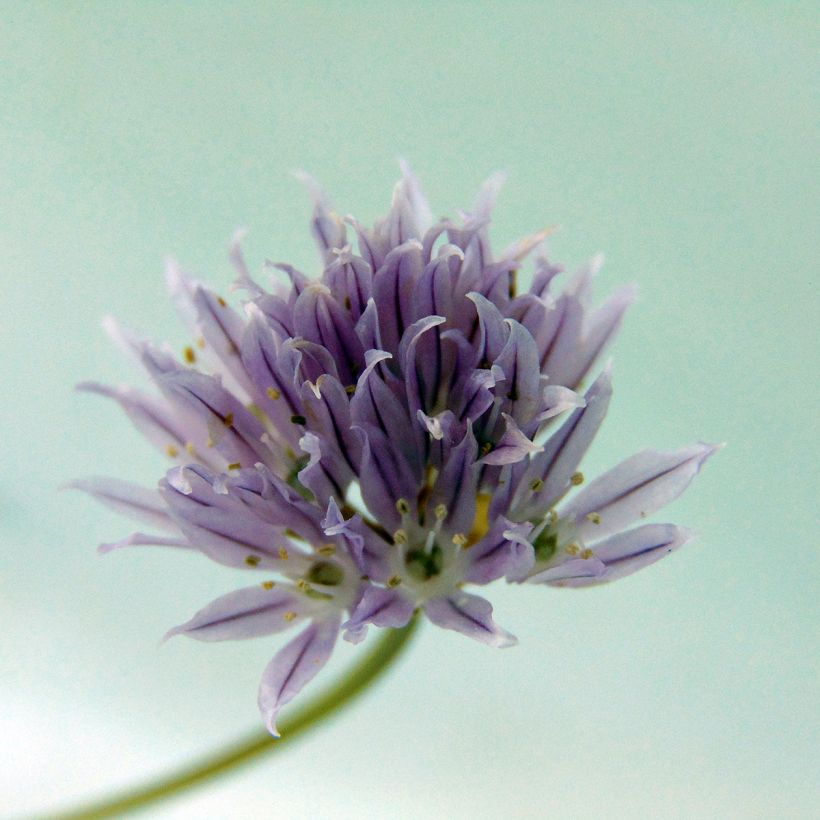 Bieslook - Allium schoenoprasum (Flowering)