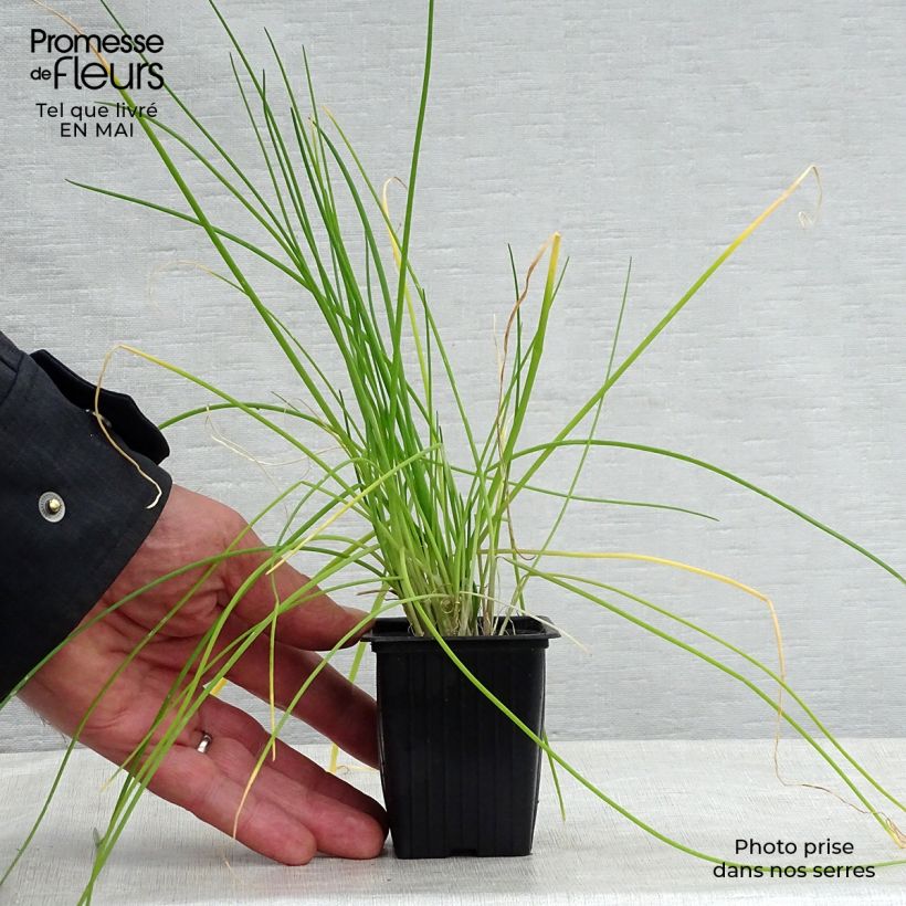 Example of Bieslook - Allium schoenoprasum Kweekpotje van 8/9 cm as you get in printemps