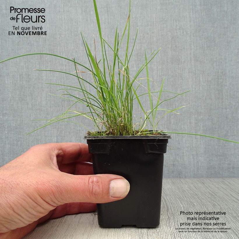 Exemplaar van Bieslook - Allium schoenoprasum Kweekpotje van 8/9 cm zoals geleverd in de herfst