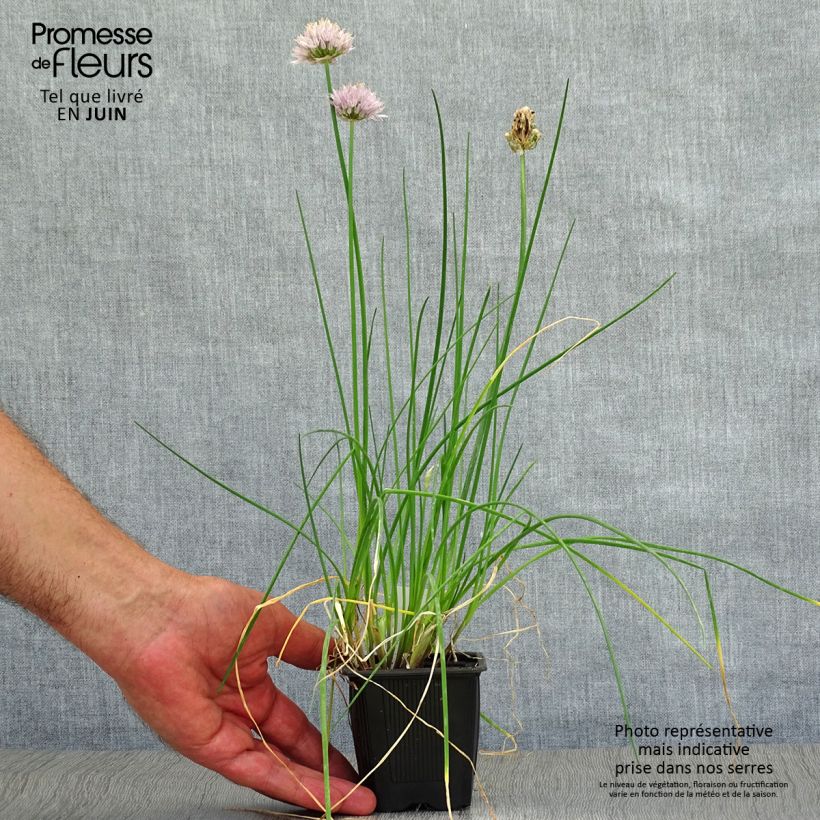 Exemplaar van Bieslook - Allium schoenoprasum Kweekpotje van 8/9 cm zoals geleverd in de zomer