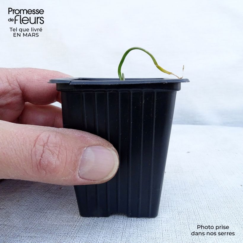 Exemplaar van Chinese bieslook Kweekpotje van 7/8 cm zoals geleverd in de lente