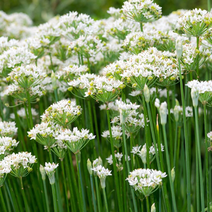 Chinese bieslook BIO - Allium tuberosum (Bloei)