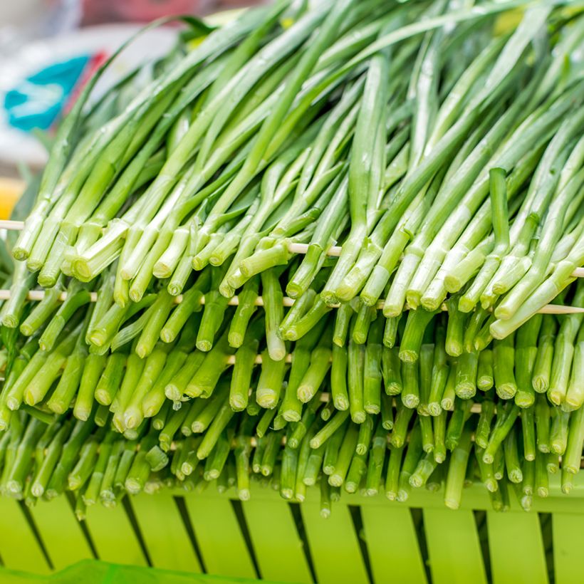 Chinese bieslook BIO - Allium tuberosum (Oogst)