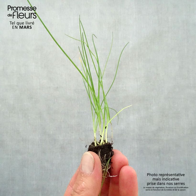 Example of Bieslook - Allium schoenoprasum (pootgoed) Mini-mot Ø 3/4 cm as you get in printemps