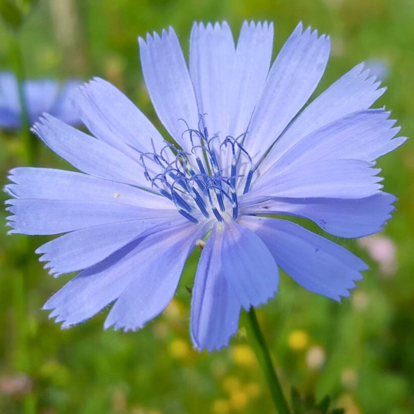 Cichorium intybus - Wilde cichorei (Bloei)
