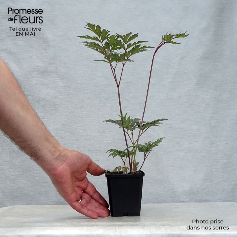 Exemplaar van Actaea simplex Atropurpurea - Zilverkaars Kweekpotje van 8/9 cm zoals geleverd in de lente