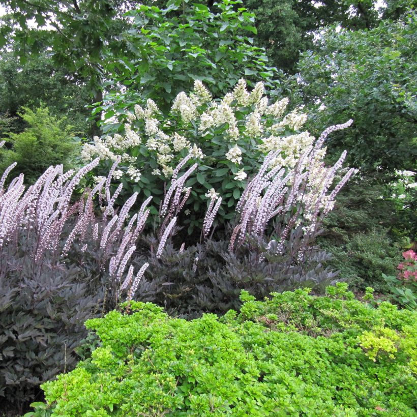Actaea simplex Brunette - Zilverkaars (Groeiplaats)