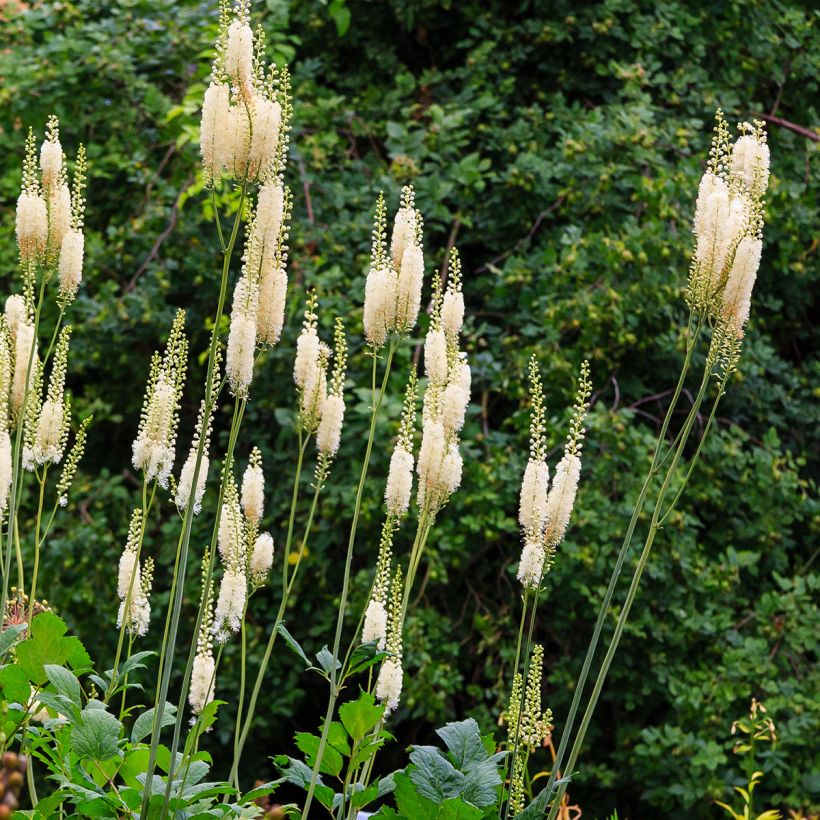 Actaea arizonica - Zilverkaars (Groeiplaats)