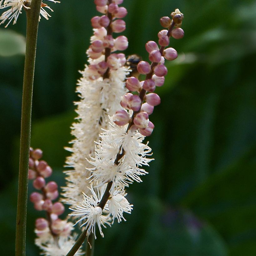 Actaea japonica - Zilverkaars (Bloei)