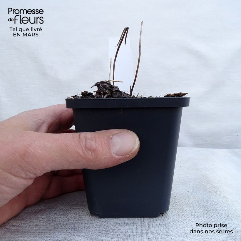 Exemplaar van Actaea simplex Pink Spike - Zilverkaars Kweekpotje van 8/9 cm zoals geleverd in de lente