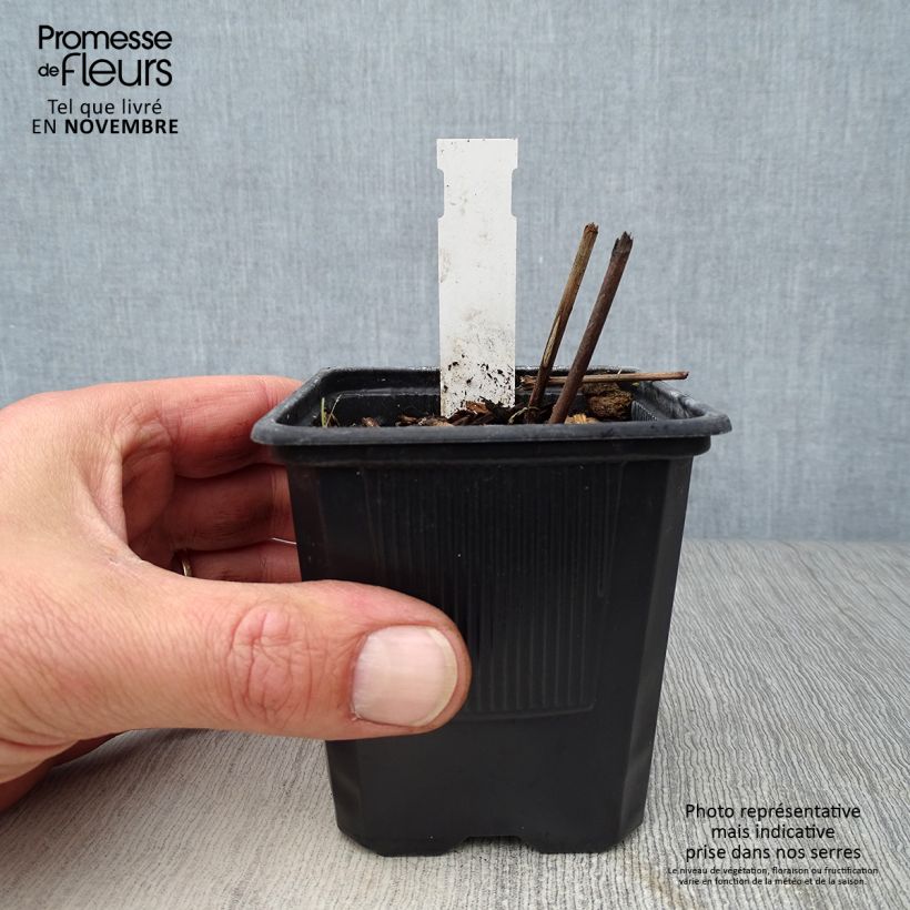 Exemplaar van Actaea matsumurae White Pearl - Zilverkaars Kweekpotje van 8/9 cm zoals geleverd in de herfst