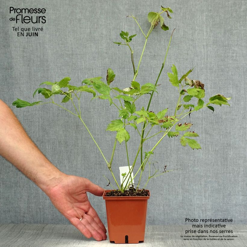Exemplaar van Actaea matsumurae White Pearl - Zilverkaars Pot van 1,5 l/2 l zoals geleverd in de zomer