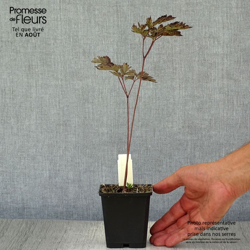 Exemplaar van Actaea simplex Brunette - Zilverkaars Kweekpotje van 8/9 cm zoals geleverd in de zomer