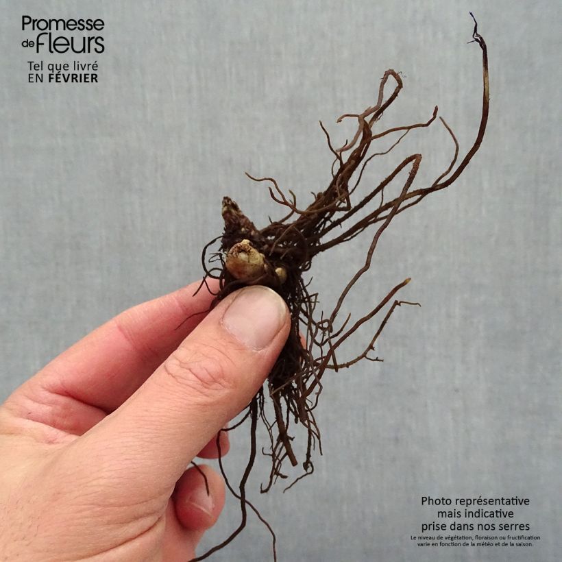 Exemplaar van Actaea simplex Chocoholic - Zilverkaars Naakte wortel zoals geleverd in de winter