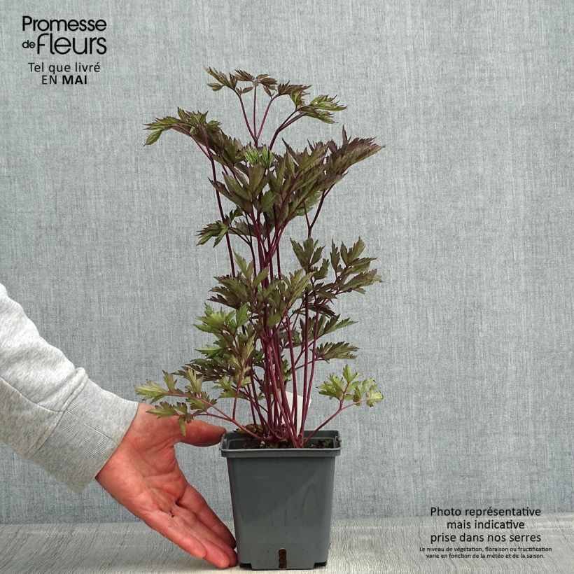 Exemplaar van Actaea Black Negligee - Zilverkaars Pot van 1 l/1,5 l zoals geleverd in de lente