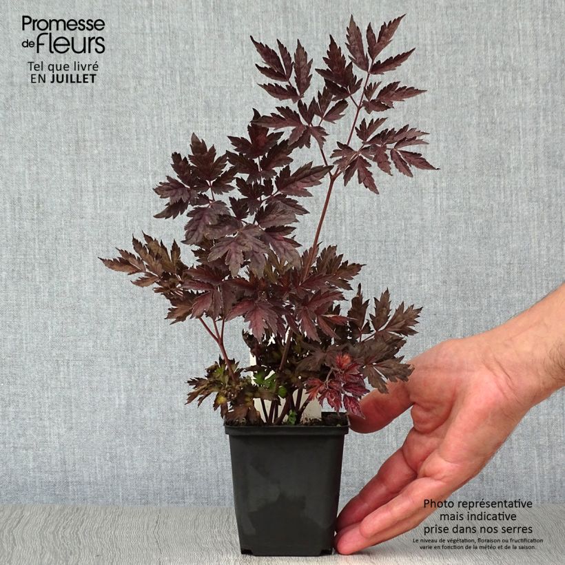 Exemplaar van Actaea simplex Pink Spike - Zilverkaars Kweekpotje van 8/9 cm zoals geleverd in de zomer