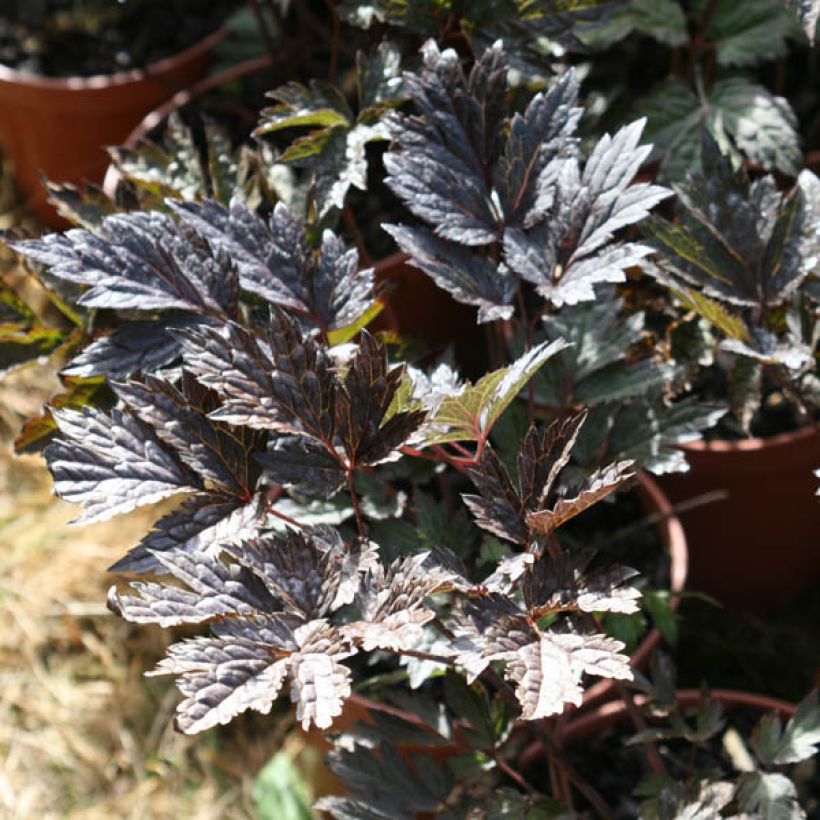 Actaea simplex Brunette - Zilverkaars (Blad)