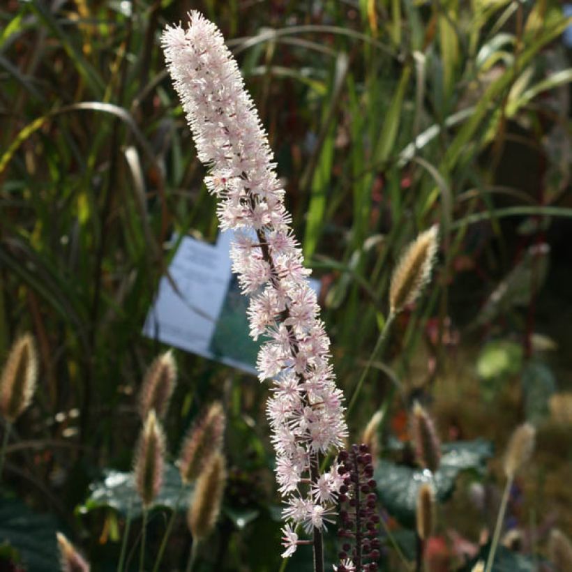 Actaea simplex Brunette - Zilverkaars (Bloei)
