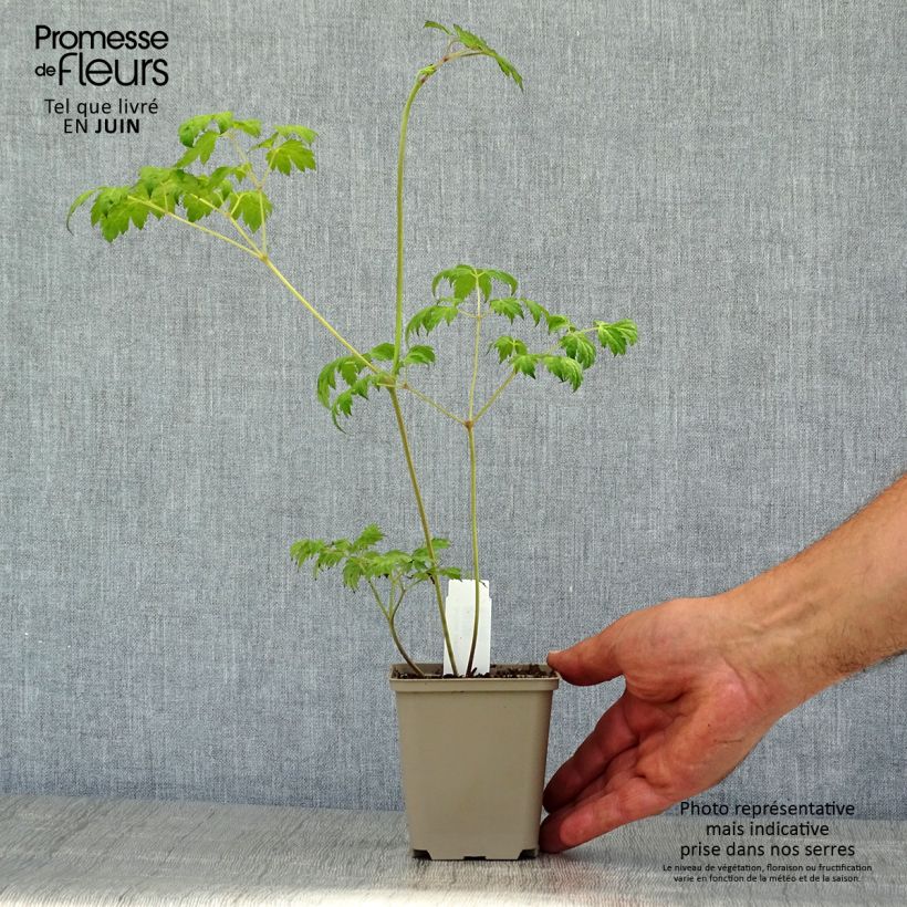 Exemplaar van Actaea simplex Carbonella - Zilverkaars Kweekpotje van 8/9 cm zoals geleverd in de zomer