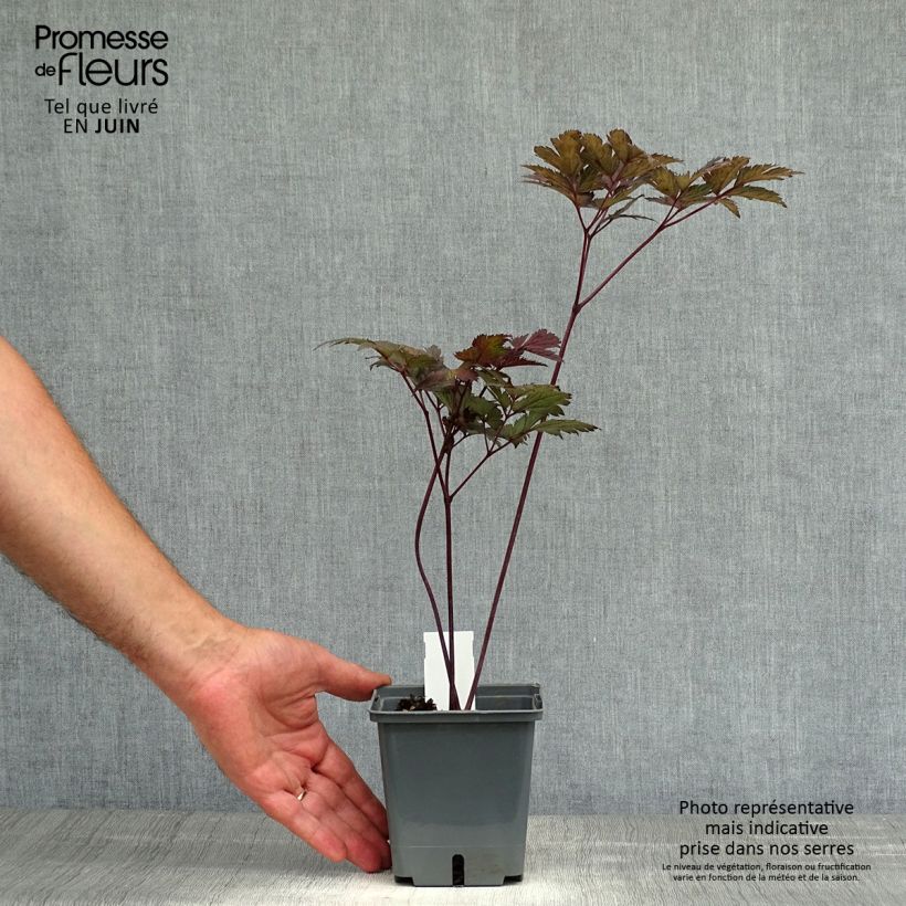 Exemplaar van Actaea simplex Carbonella - Zilverkaars Pot van 1 l/1,5 l zoals geleverd in de zomer