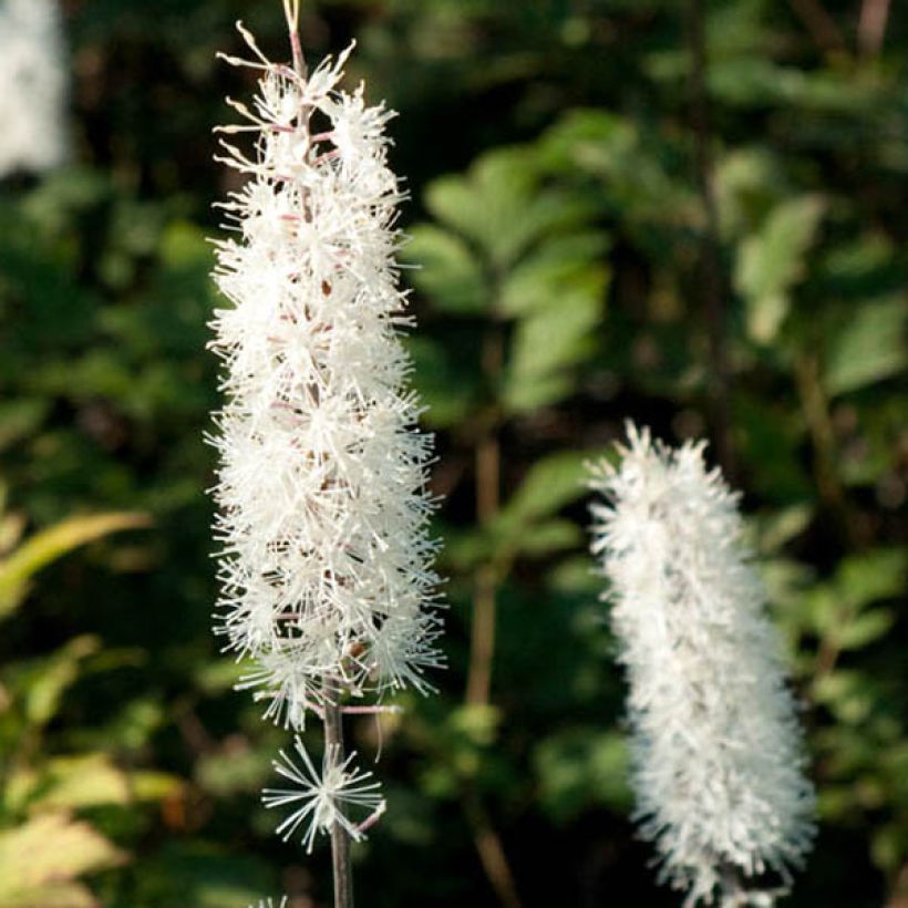 Actaea simplex Atropurpurea - Zilverkaars (Bloei)