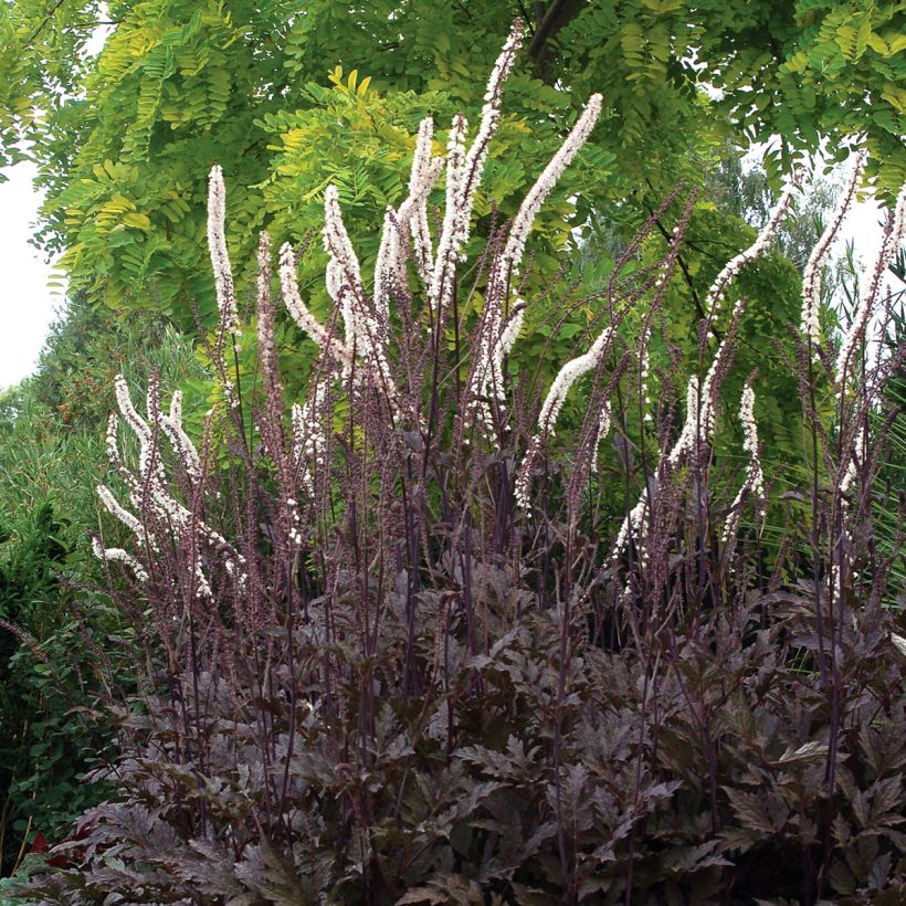 Actaea Black Negligee - Zilverkaars (Groeiplaats)