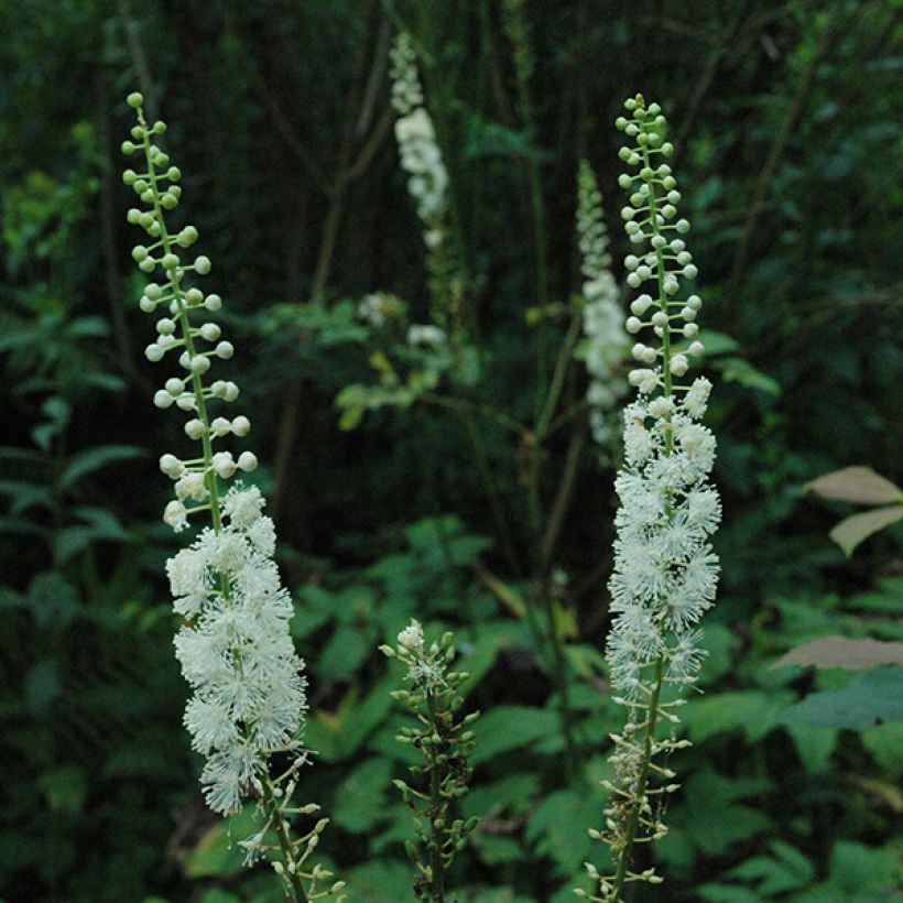 Actaea racemosa - Zwarte zilverkaars (Bloei)