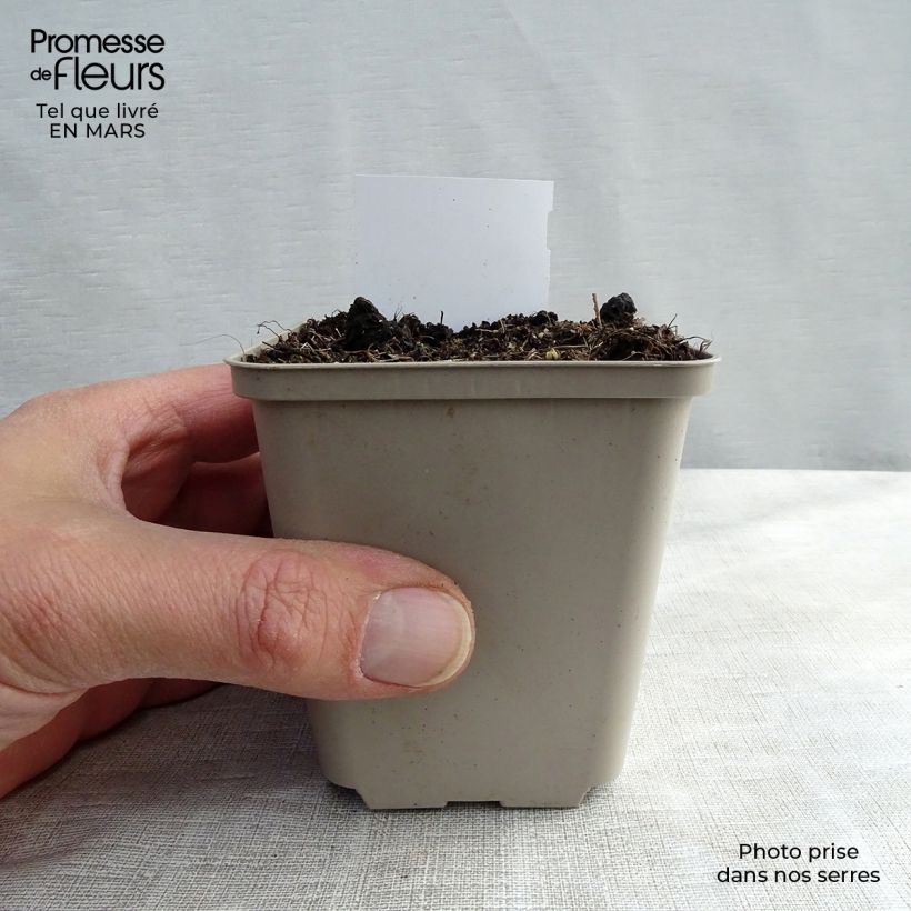 Exemplaar van Actaea racemosa - Zwarte zilverkaars Kweekpotje van 8/9 cm zoals geleverd in de lente