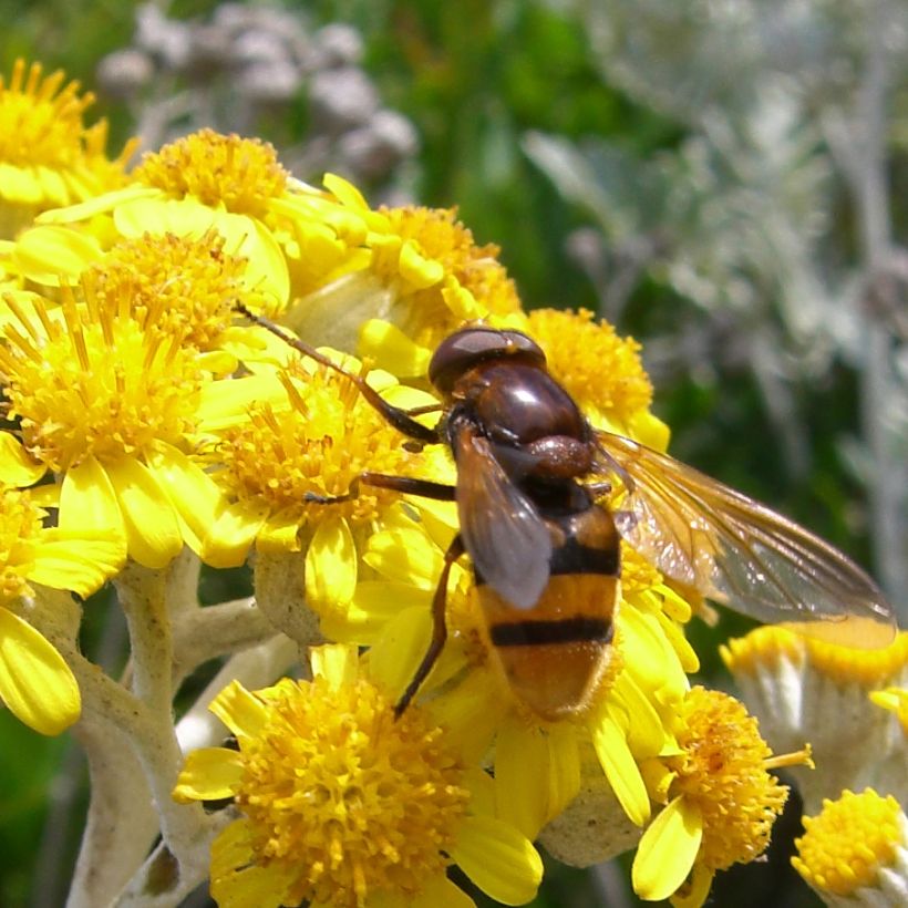 Senecio cineraria Silver Dust (plugplanten) - Zilverkruiskruid (Bloei)