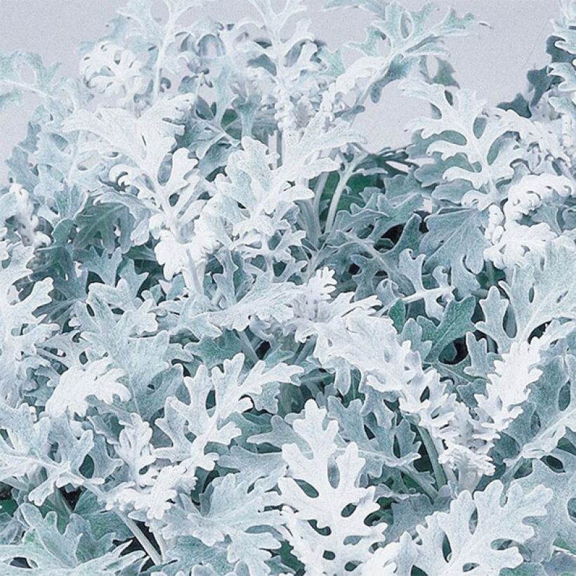 Senecio cineraria Silver Dust (plugplanten) - Zilverkruiskruid (Blad)