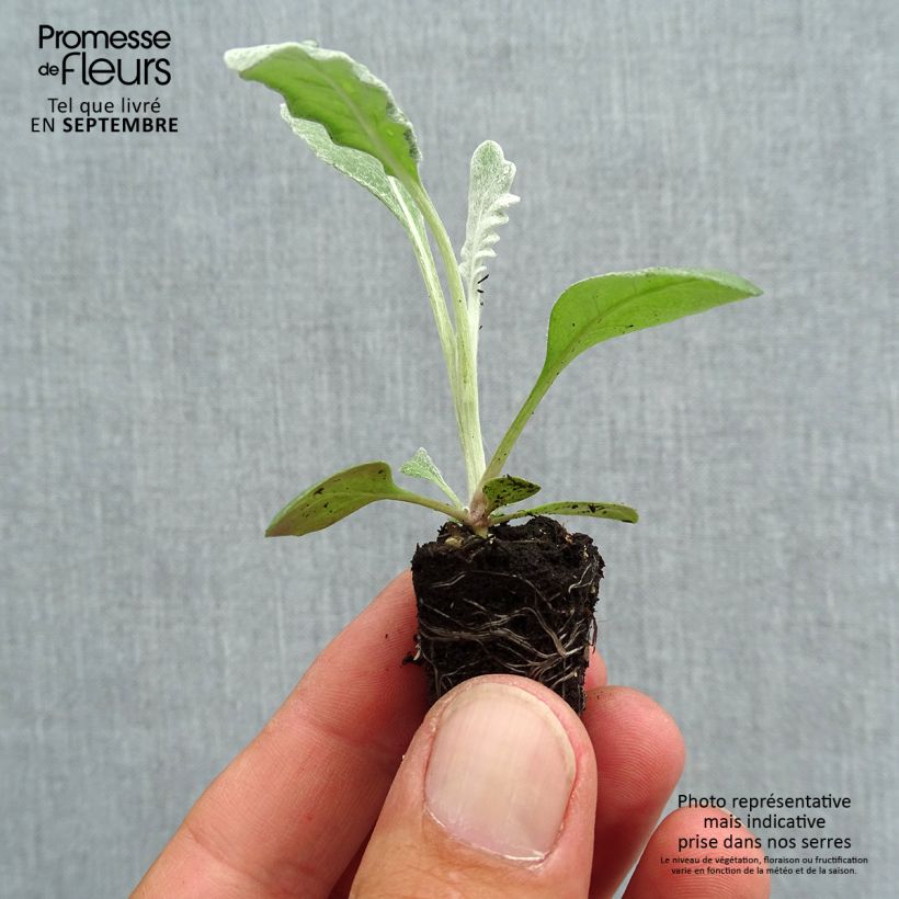 Exemplaar van Senecio cineraria Silver Dust (plugplanten) - Zilverkruiskruid Mini-mot Ø 1,5/2,5 cm zoals geleverd in de herfst
