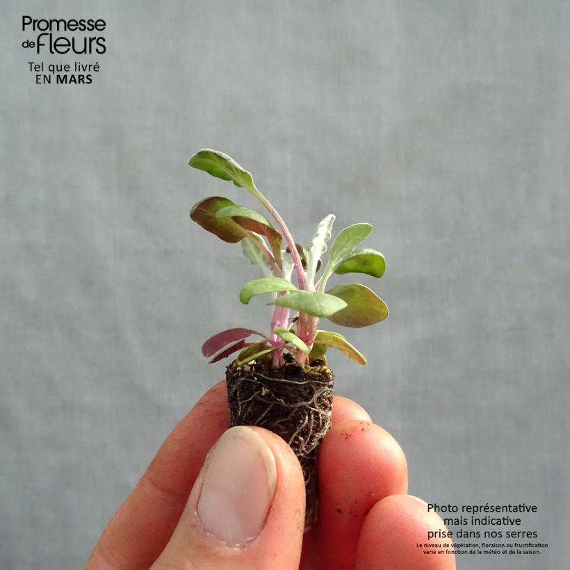 Exemplaar van Senecio cineraria Silver Dust (plugplanten) - Zilverkruiskruid Mini-mot Ø 1,5/2,5 cm zoals geleverd in de lente