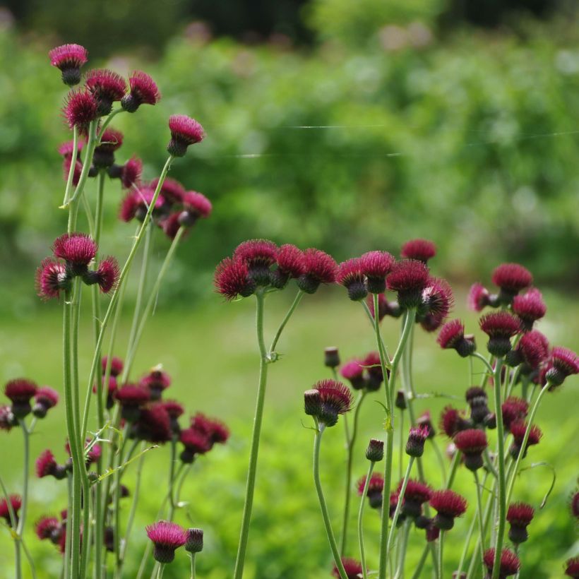 Cirsium rivulare Atropurpureum - Beekdistel (Plant habit)