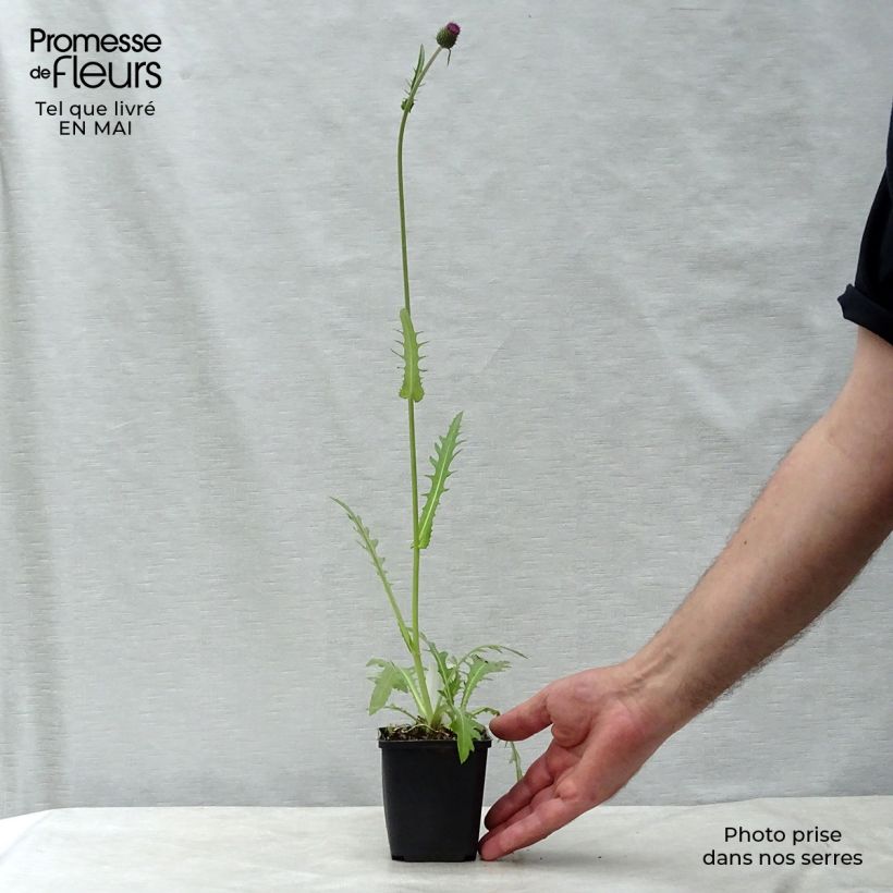Example of Cirsium rivulare Atropurpureum - Beekdistel Kweekpotje van 8/9 cm as you get in printemps