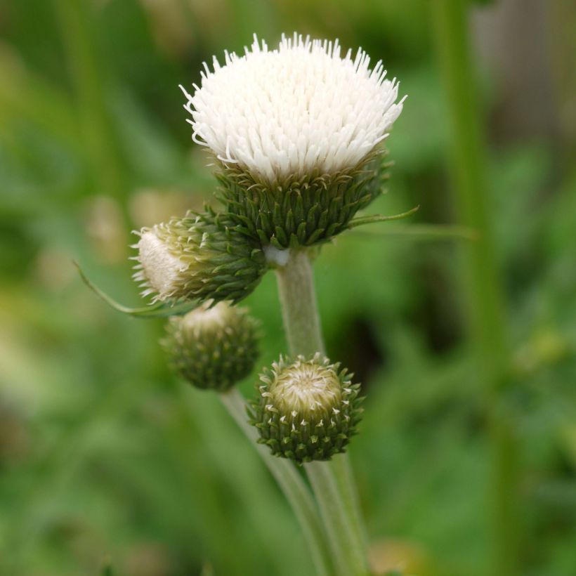 Cirsium rivulare Frosted Magic - Beekdistel (Bloei)