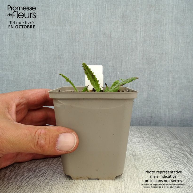 Exemplaar van Cirsium rivulare Frosted Magic - Beekdistel Kweekpotje van 8/9 cm zoals geleverd in de herfst
