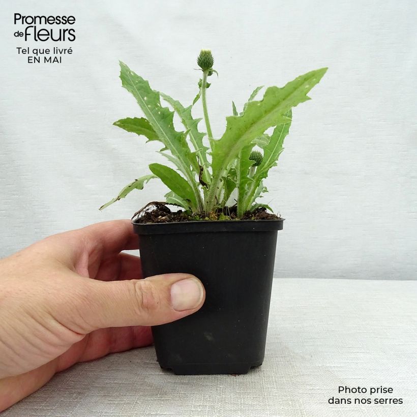 Exemplaar van Cirsium rivulare Frosted Magic - Beekdistel Kweekpotje van 8/9 cm zoals geleverd in de lente