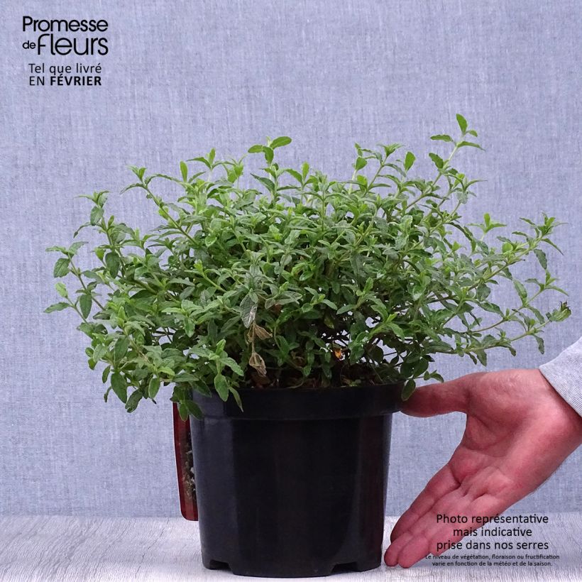 Exemplaar van Cistus obtusifolius - Rotsroos Pot van 2 l/3 l zoals geleverd in de herfst