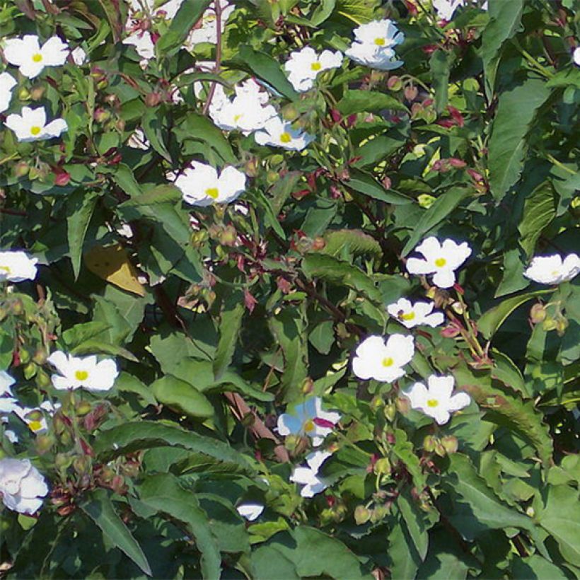 Cistus populifolius - Rotsroos (Bloei)