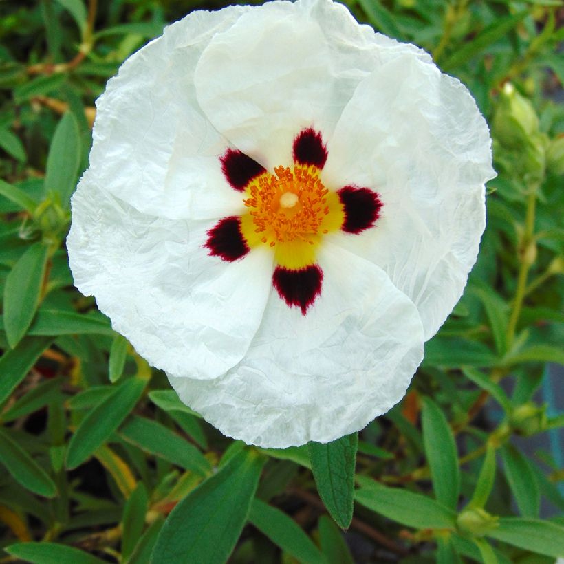 Cistus purpureus Alan Fradd - Bonte cistus (Bloei)