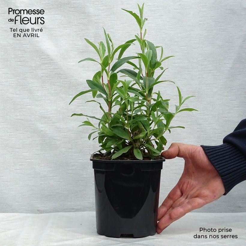 Exemplaar van Cistus purpureus Alan Fradd - Bonte cistus Pot van 2 l/3 l zoals geleverd in de lente