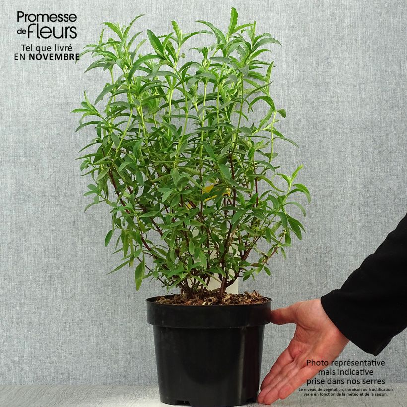 Exemplaar van Cistus purpureus Alan Fradd - Bonte cistus Pot van 2 l/3 l zoals geleverd in de herfst