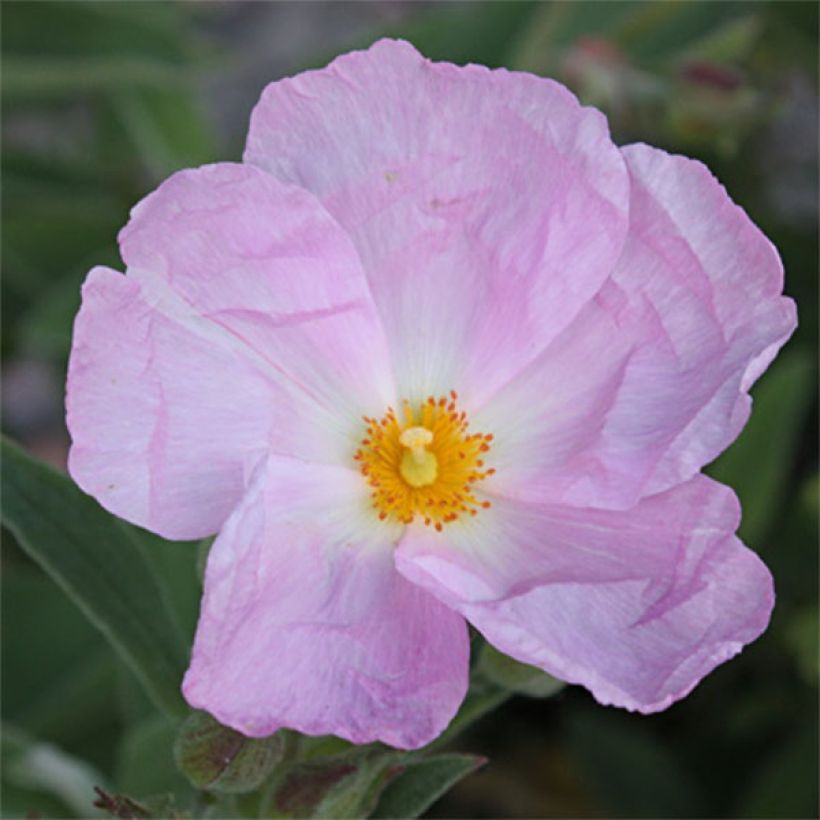 Cistus argenteus Peggy Sammons - Rotsroos (Bloei)