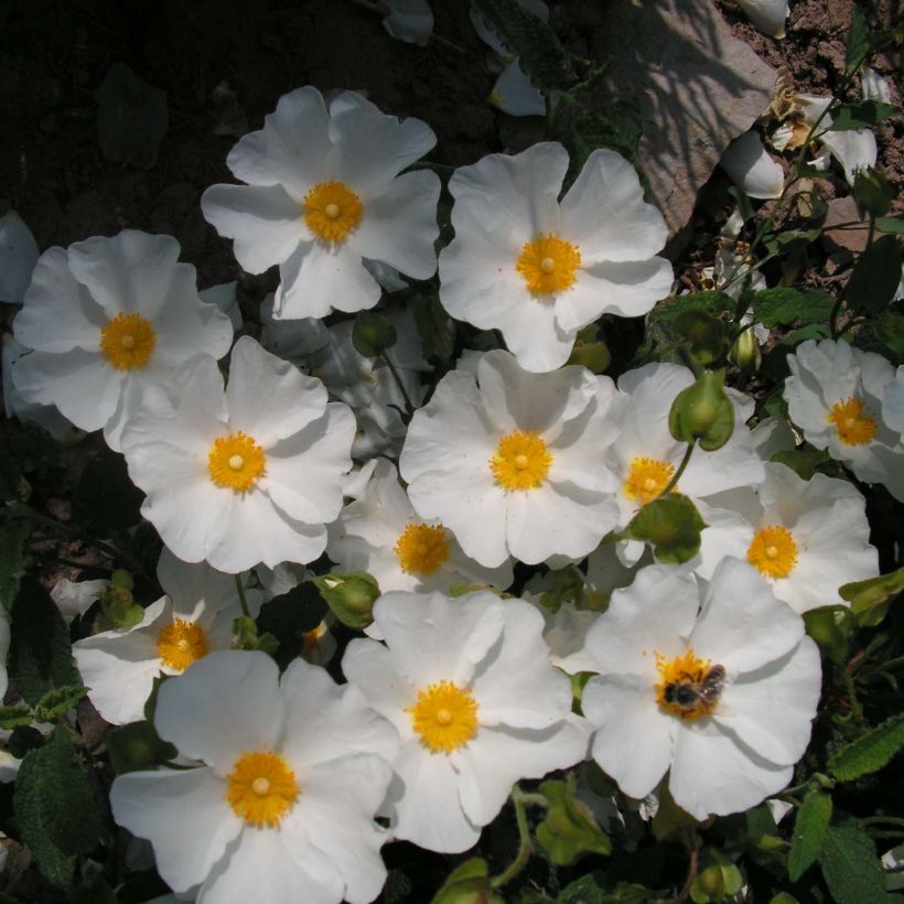 Cistus corbariensis - Rotsroos (Flowering)